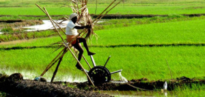 Traditional farming method in India